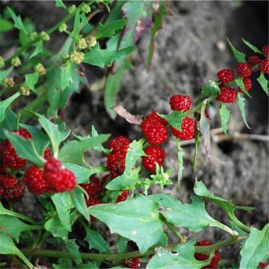 Graines Epinard fraise bio - Ferme de Sainte Marthe