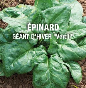 Graines Epinard geant dhiver verdil bio - Essembio