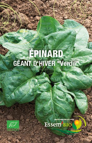 Graines Epinard geant dhiver verdil bio - Essembio