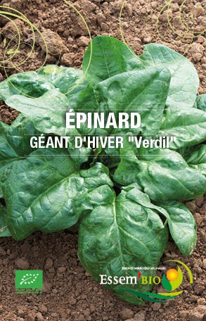 Graines Epinard geant dhiver verdil bio – Essembio