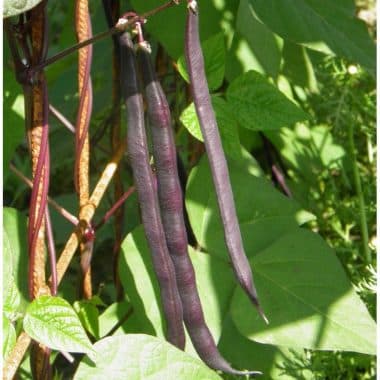 Graines Haricot à rames mangetout à cosses violettes (blauhilde) bio - Les Semailles 1