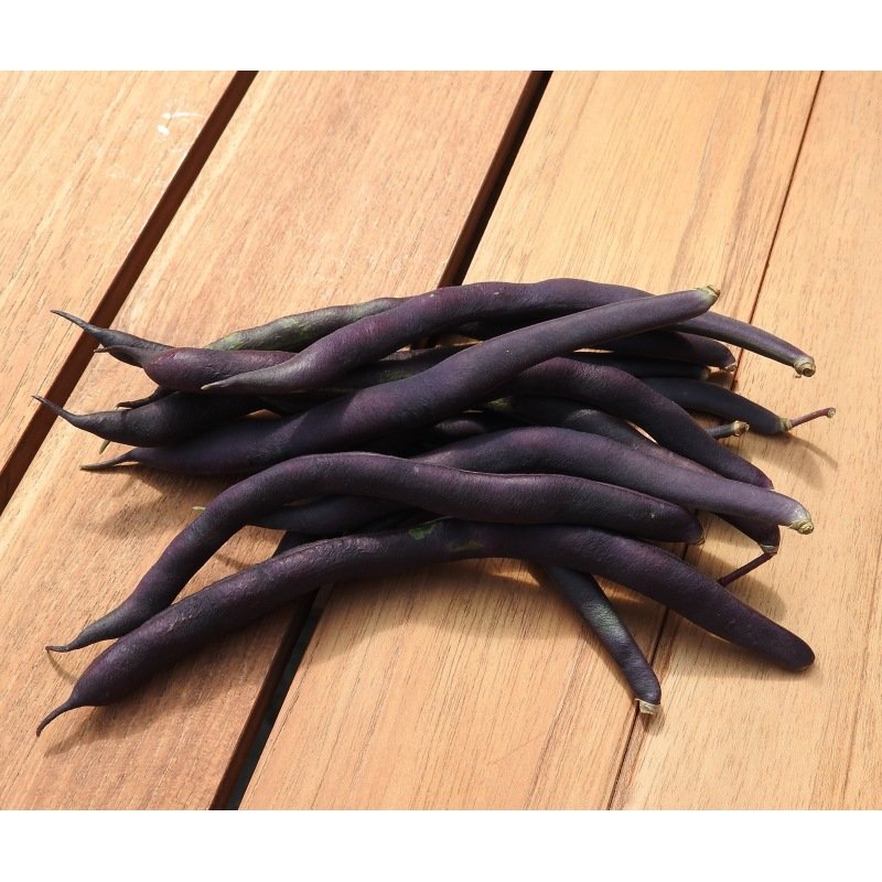 Graines Haricot à rames mangetout à cosses violettes (blauhilde) bio – Les Semailles