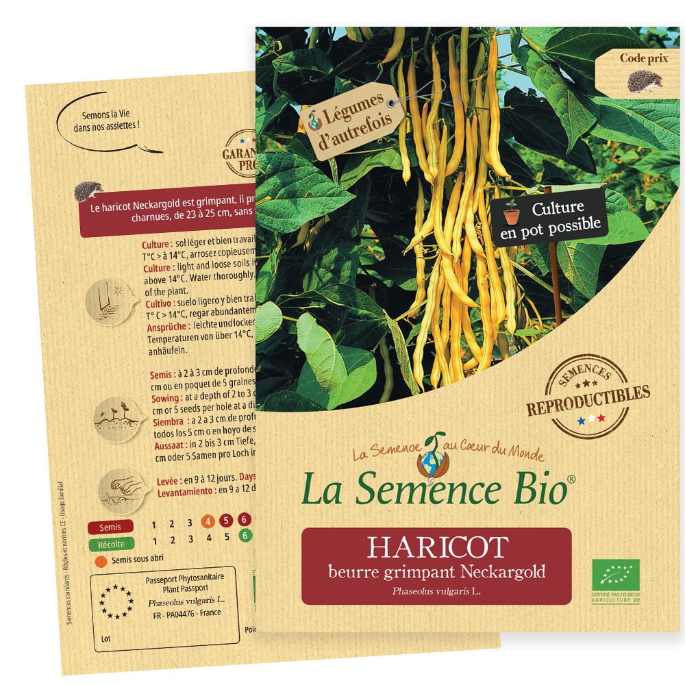 Graines Haricot beurre grimpant Neckargold Bio – La semence bio 1