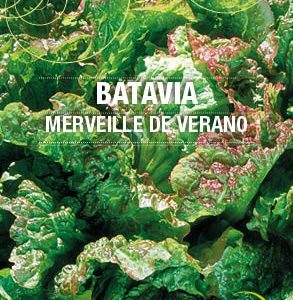 Graines Laitue Batavia Merveille de Verano bio - Essembio