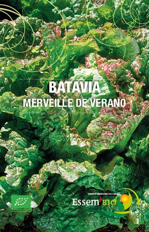 Graines Laitue Batavia Merveille de Verano bio - Essembio