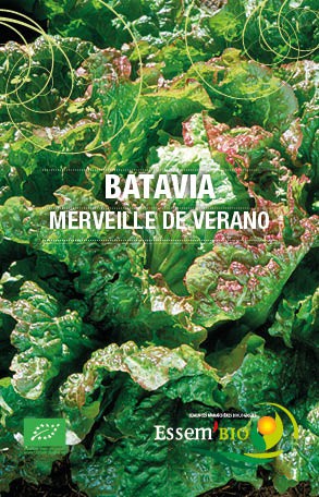 Graines Laitue Batavia Merveille de Verano bio – Essembio