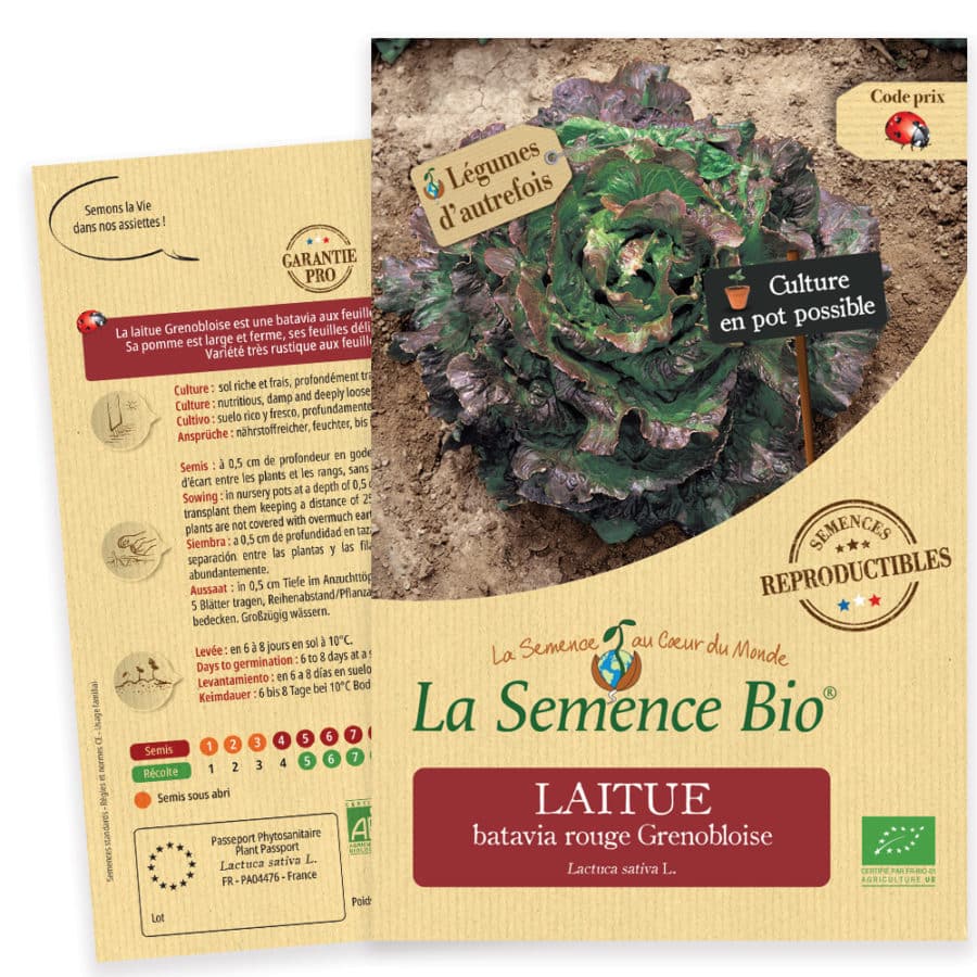 Graines Laitue batavia rouge Grenobloise Bio - La semence bio 1