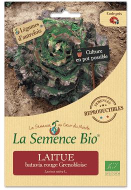 Graines Laitue batavia rouge Grenobloise Bio - La semence bio