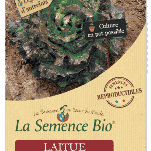 Graines Laitue batavia rouge Grenobloise Bio - La semence bio