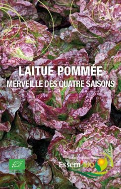 Graines Laitue de printemps Merveille des 4 saisons bio - Essembio