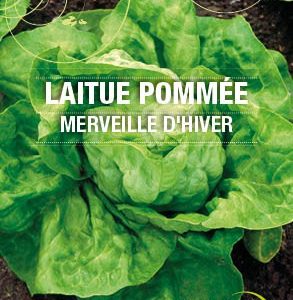 Graines Laitue d'hiver Merveille d'hiver bio - Essembio