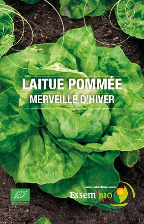 Graines Laitue d’hiver Merveille d’hiver bio – Essembio