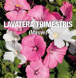 Graines Lavatère bio - Essembio