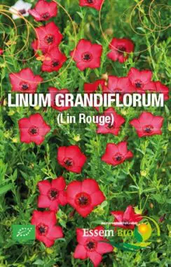 Graines lin rouge bio - Essembio