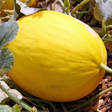 Graines Melon jaune canari 2 bio – Ferme de Sainte Marthe