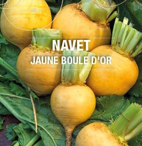 Graines Navet jaune boule d'or bio - Essembio