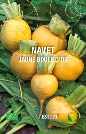 Graines Navet jaune boule d’or bio – Essembio