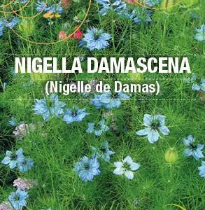 Graines Nigelle de Damas bio - Essembio