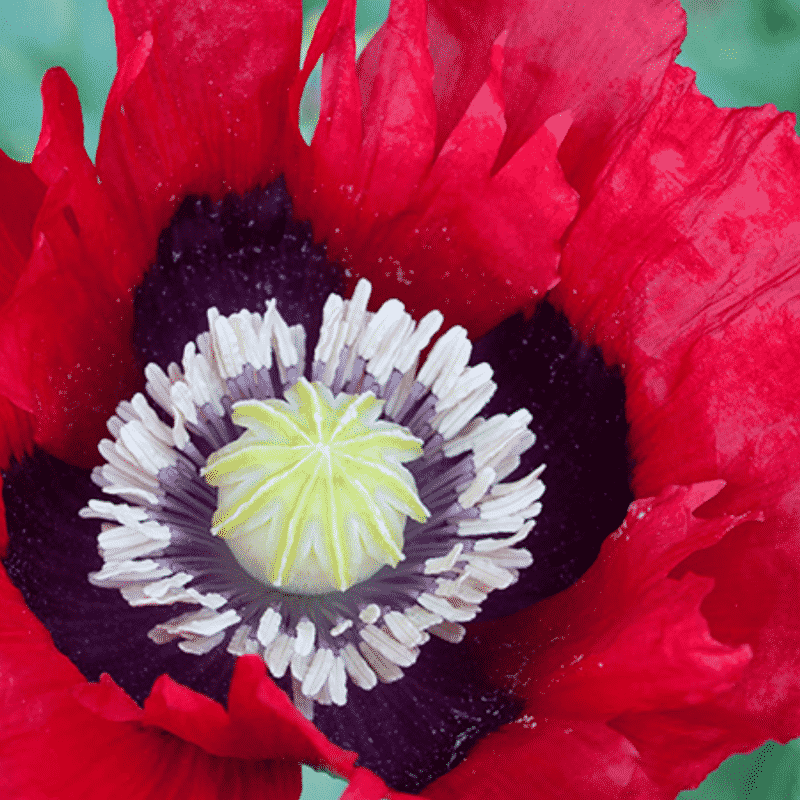 Graines Pavot Cherry Glow bio – Kokopelli