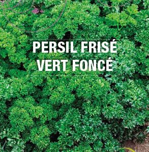 Graines Persil frisé vert foncé bio - Essembio