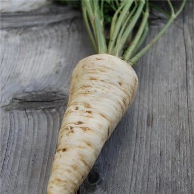 Graines Persil tubereux à grosses racines gros hatif bio - Ferme de Sainte Marthe 1