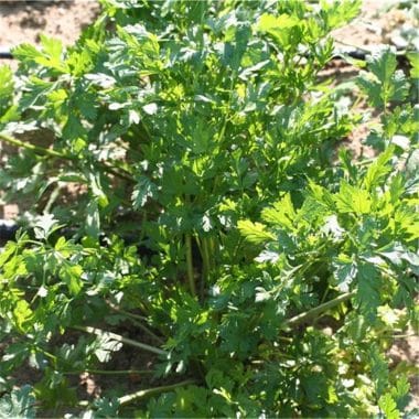 Graines Persil tubereux à grosses racines gros hatif bio - Ferme de Sainte Marthe