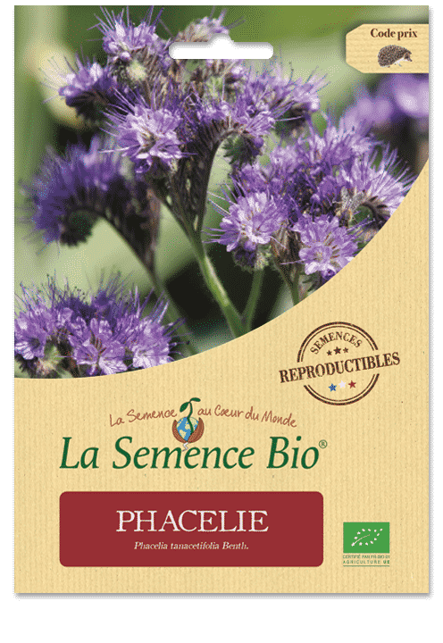 Graines Phacélie bio – La semence bio