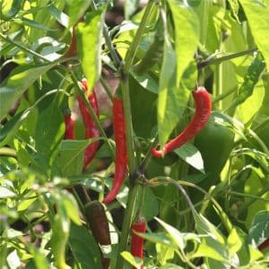 Graines Piment de Cayenne bio - Ferme de Sainte Marthe 1