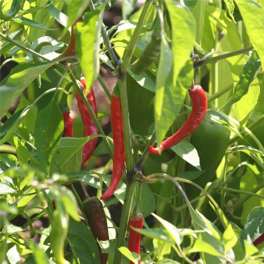 Graines Piment de Cayenne bio - Ferme de Sainte Marthe - Terre Vivante