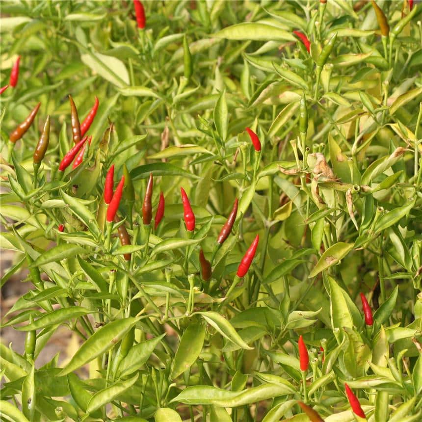 Piments de Cayenne – graines issues de la culture biologique.