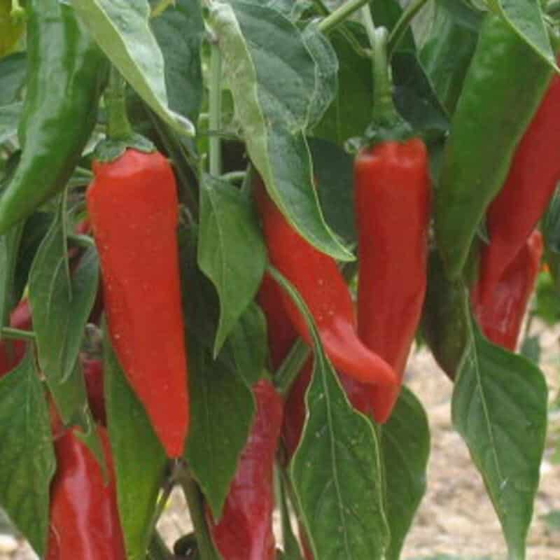 Graines Piment fort d’Espelette bio – Kokopelli 1