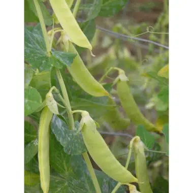 Graines Pois à ràmes mangetout à Cosses jaunes bio - Les Semailles