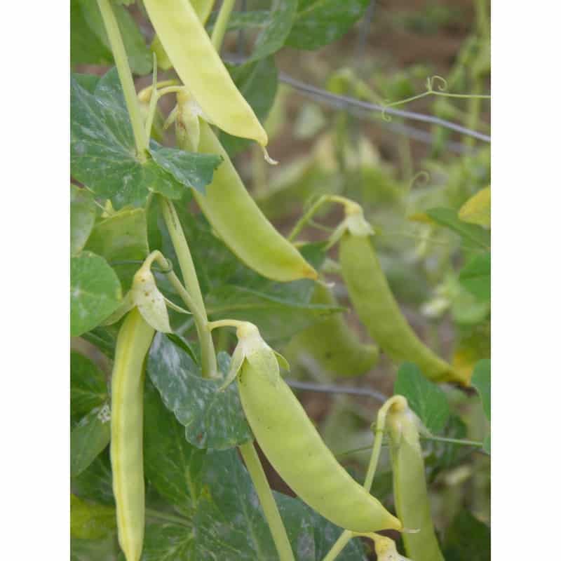 Graines Pois à ràmes mangetout à Cosses jaunes bio – Les Semailles