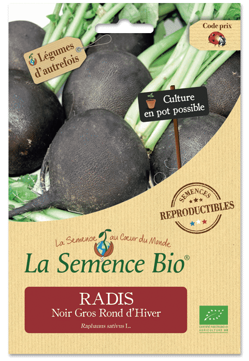 Graines Radis Noir Gros Rond d’Hiver Bio – La semence bio