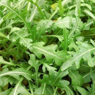 Graines Roquette sauvage bio - Kokopelli