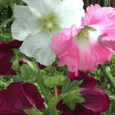 Graines Rose trémière en mélange de couleur bio - Kokopelli