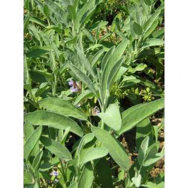 Graines Sauge officinale bio - Les Semailles