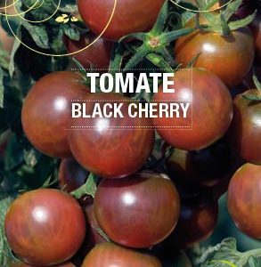 Graines Tomate cerise Black Cherry bio - Essembio