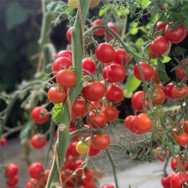 Graines Tomate cerise miel du Mexique bio - Ferme de Sainte Marthe 1