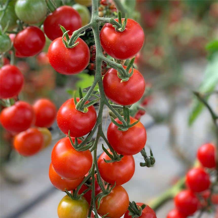 Graines Tomate cerise miel du Mexique bio - Ferme de Sainte Marthe