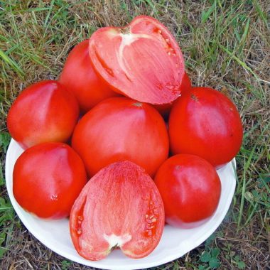 Graines Tomate cœur de bœuf Russe bio - Kokopelli