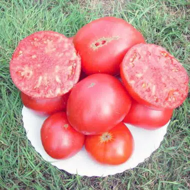 Graines Tomate rose Brandywine Pink bio - Kokopelli