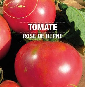 Graines Tomate rose de Berne bio - Essembio