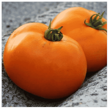 Graines Tomate Valencia orange bio - Les Semailles