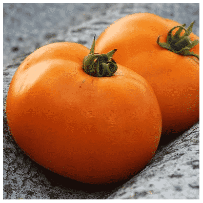 Graines Tomate Valencia orange bio - Les Semailles