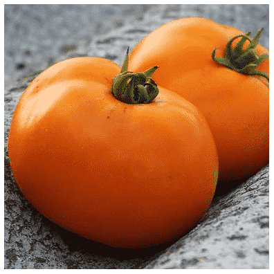 Graines Tomate Valencia orange bio – Les Semailles