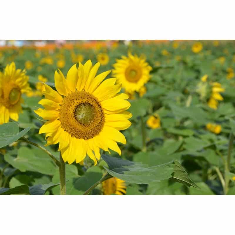 Graines Tournesol grand jaune bio – Les Semailles 1