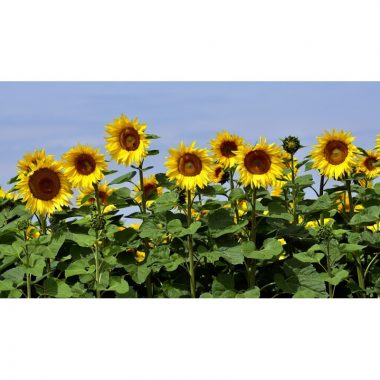 Graines Tournesol grand jaune bio - Les Semailles