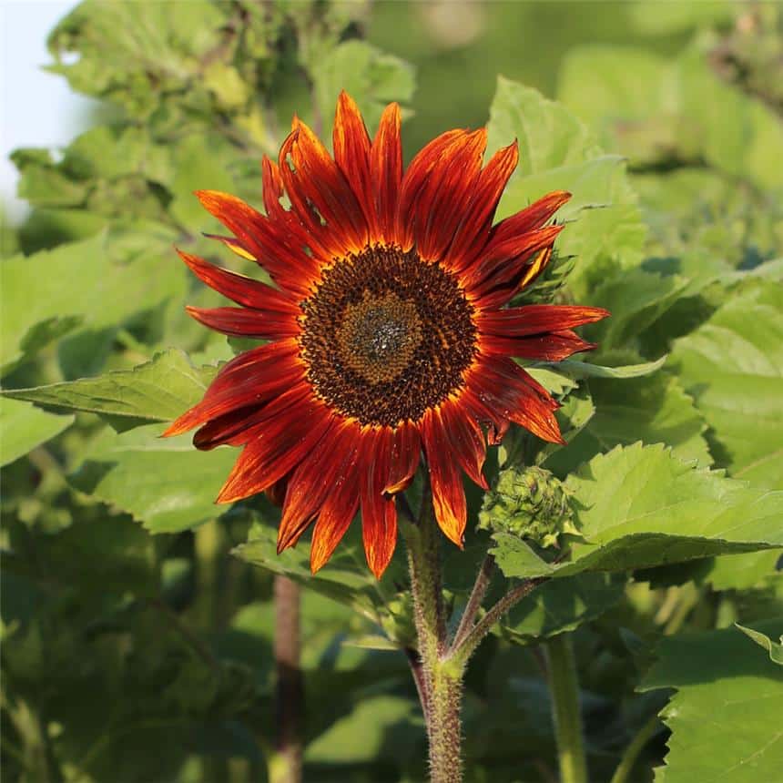 Graines Tournesol rouge bio – Ferme de Sainte Marthe