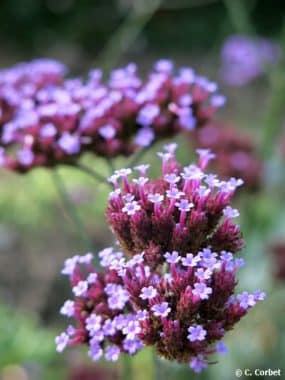 Graines Verveine Buenos Aires bio - Graines del pais